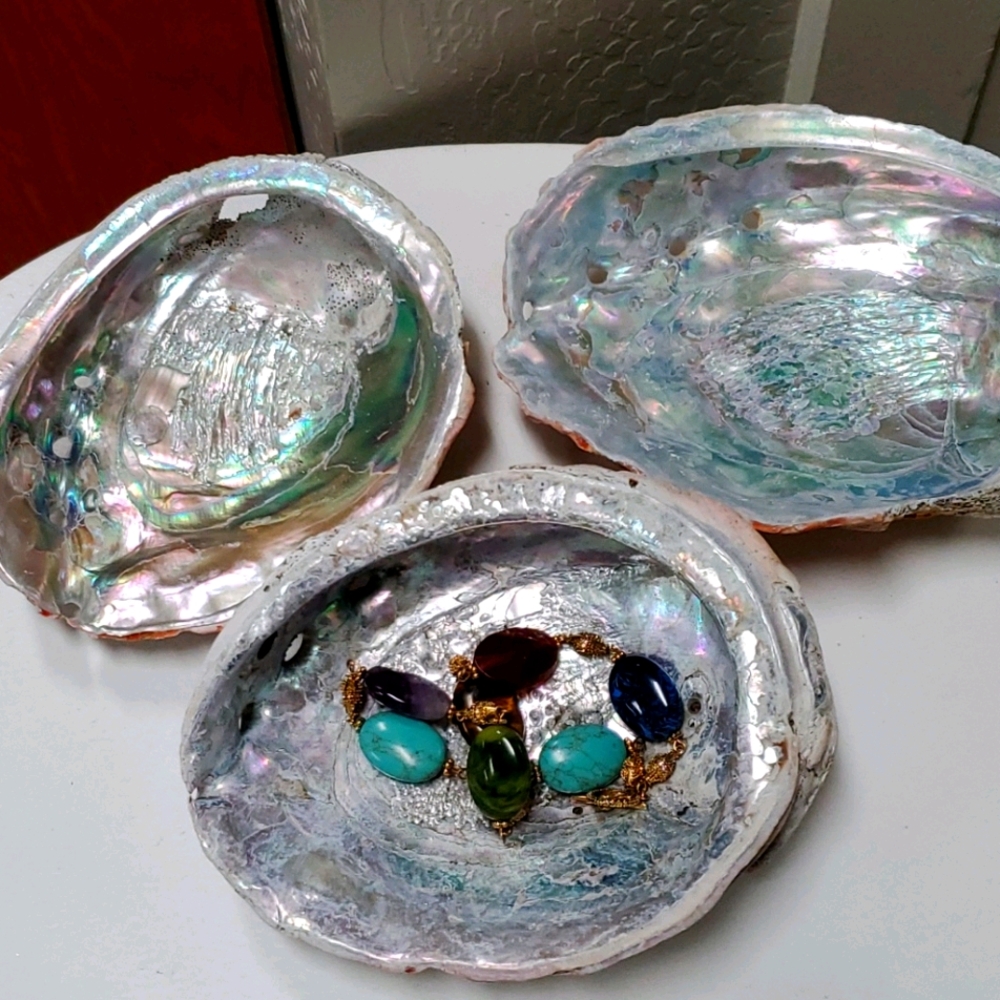 Authentic abalone shells